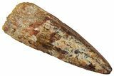 Fossil Spinosaurus Tooth - Real Dinosaur Tooth #329517-1